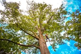  Seal Beach, CA Tree Removal Pros