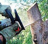How Our Tree Care Process Works  in  Seal Beach, CA